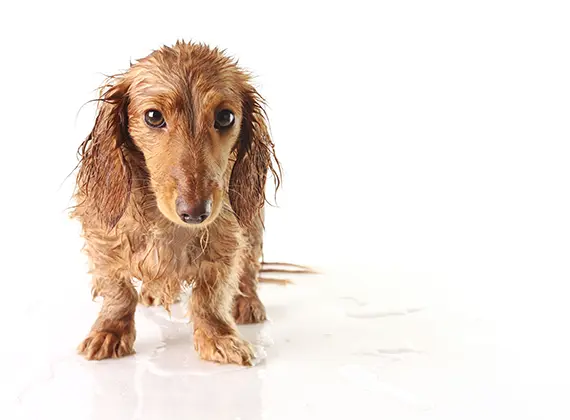 why-does-my-water-dog